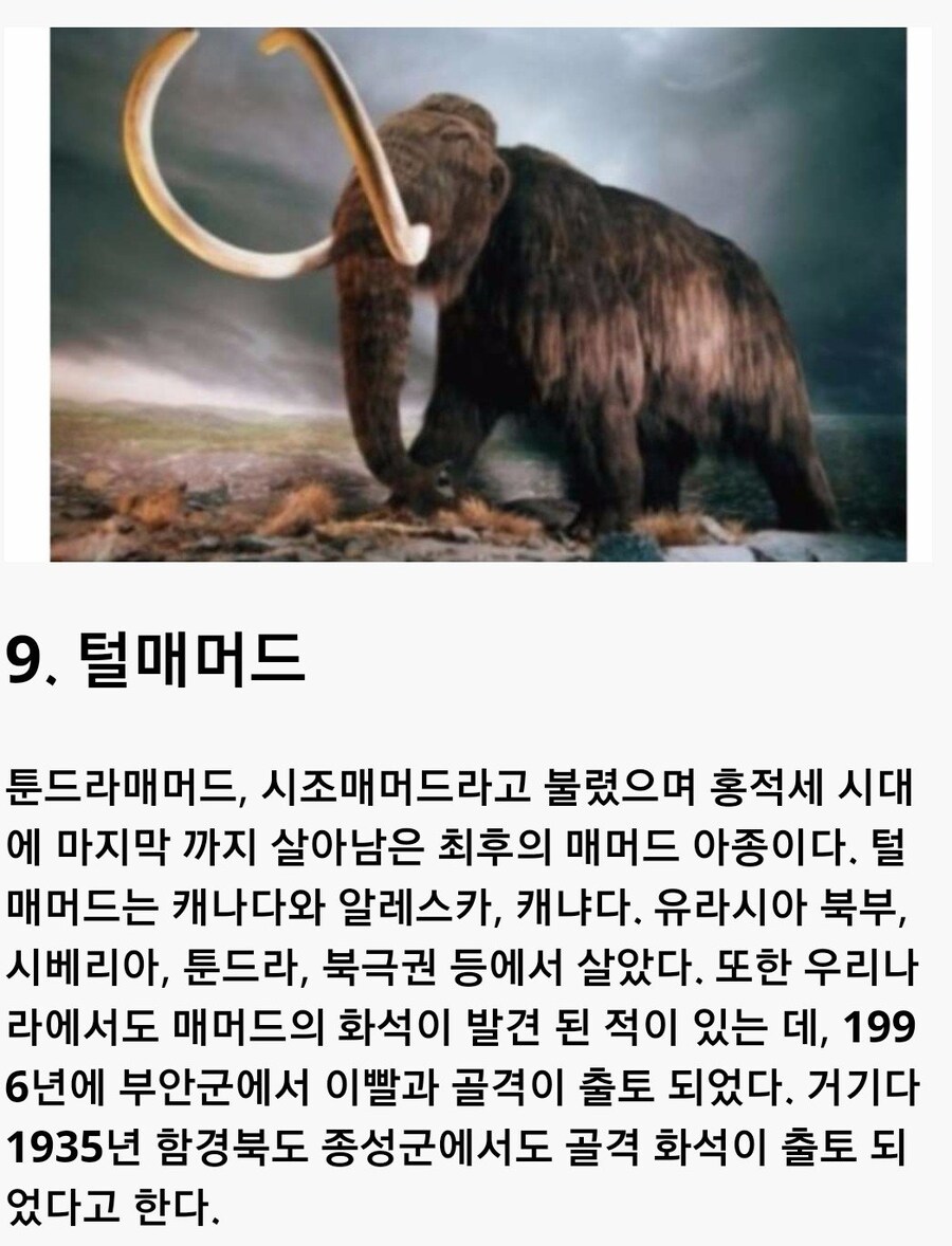 한국에 살았던 고대동물들.jpg_9.jpg