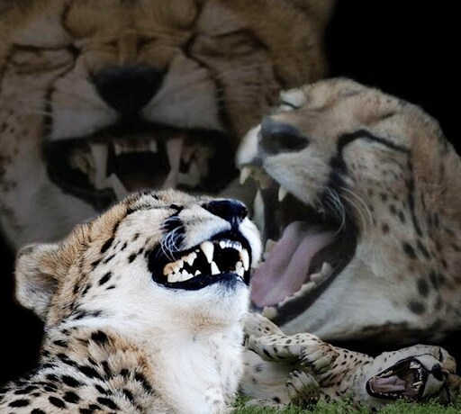 지드래곤의 헌혈을 막아야하는 이유_2.png