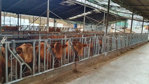 무덤뷰 거실 vs 집근처 우사_2.webp