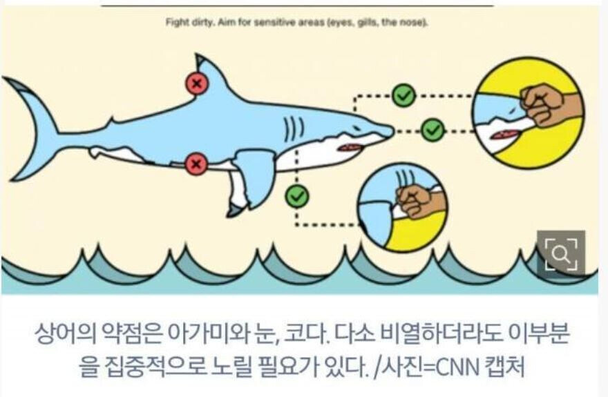 바닷속 상어 만났을때 대처_1.jpg
