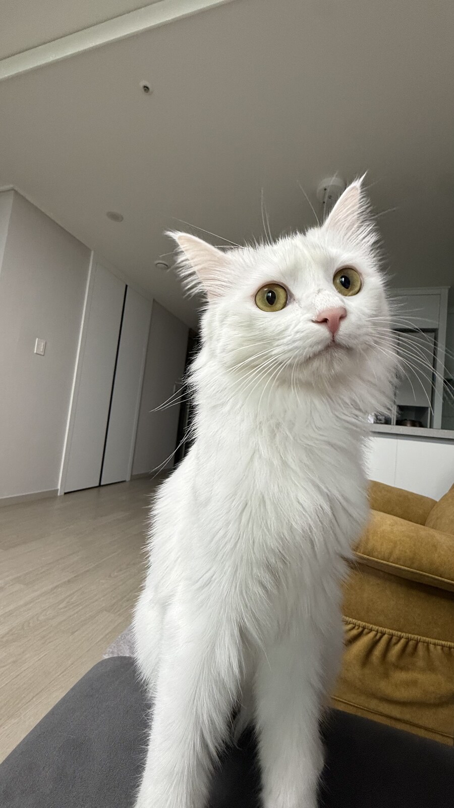 절찬 털갈이 중인 우리집 상전_1.jpg