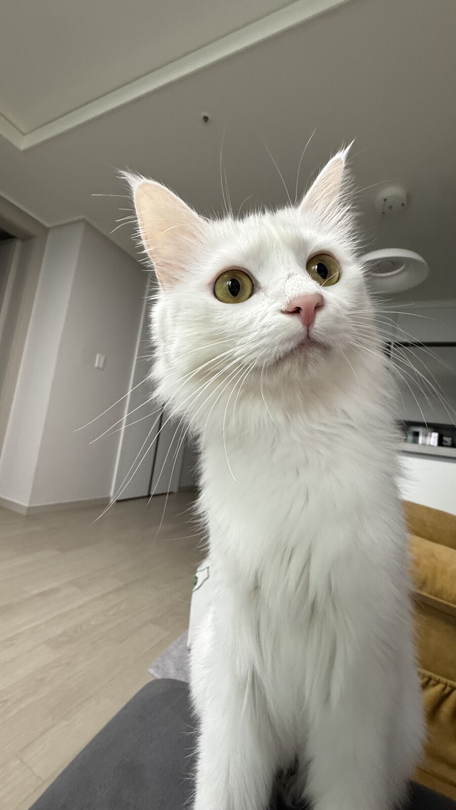 절찬 털갈이 중인 우리집 상전_3.jpg