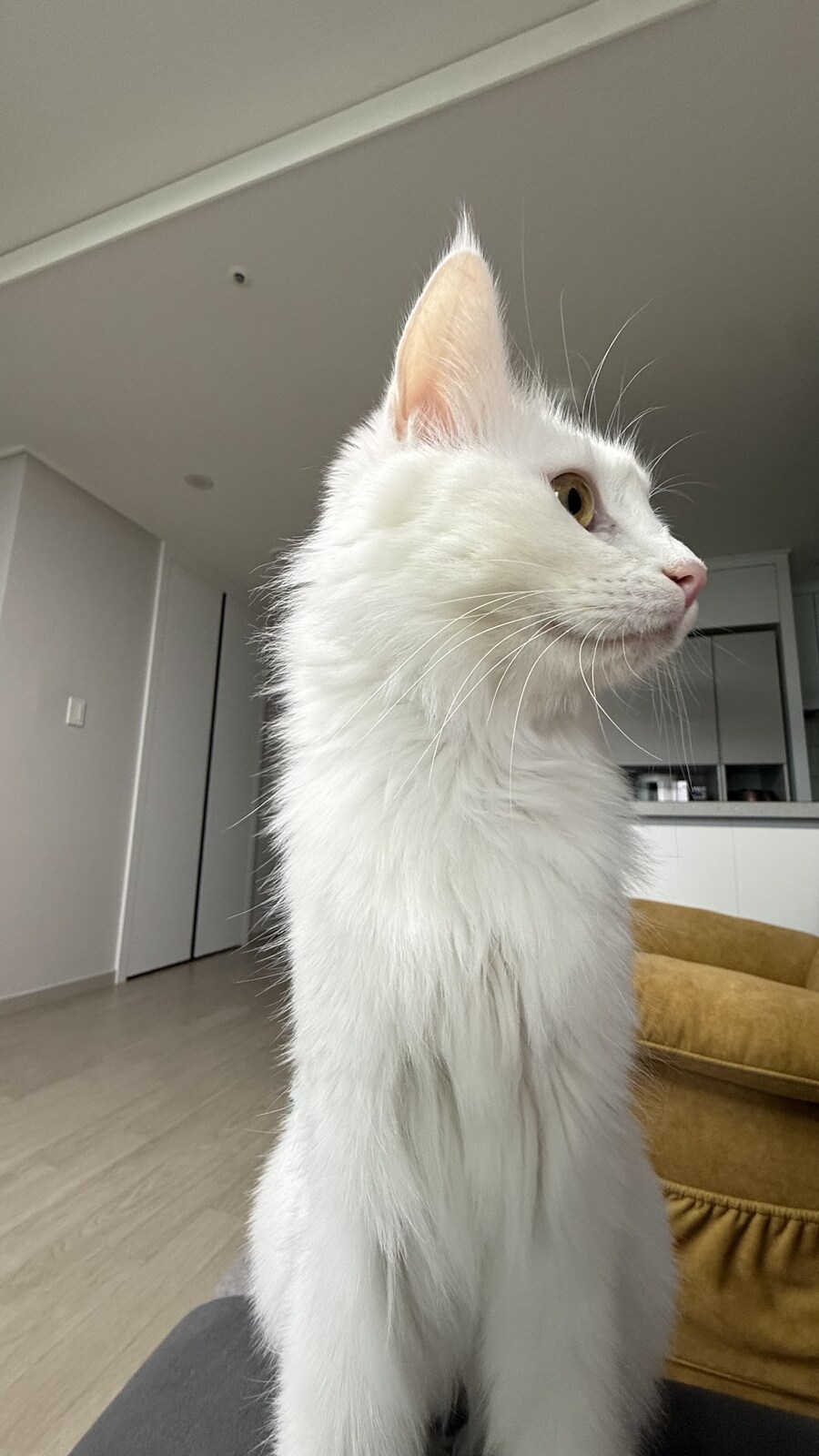 절찬 털갈이 중인 우리집 상전_4.jpg