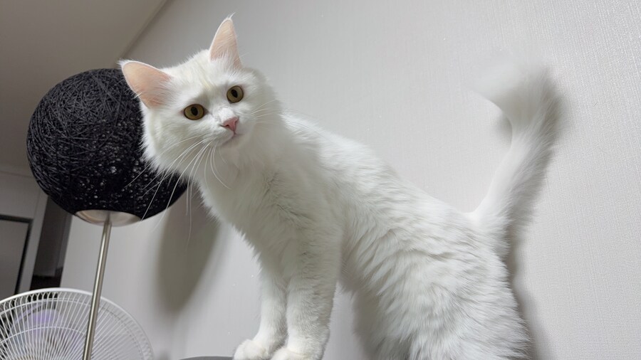 절찬 털갈이 중인 우리집 상전_5.jpg