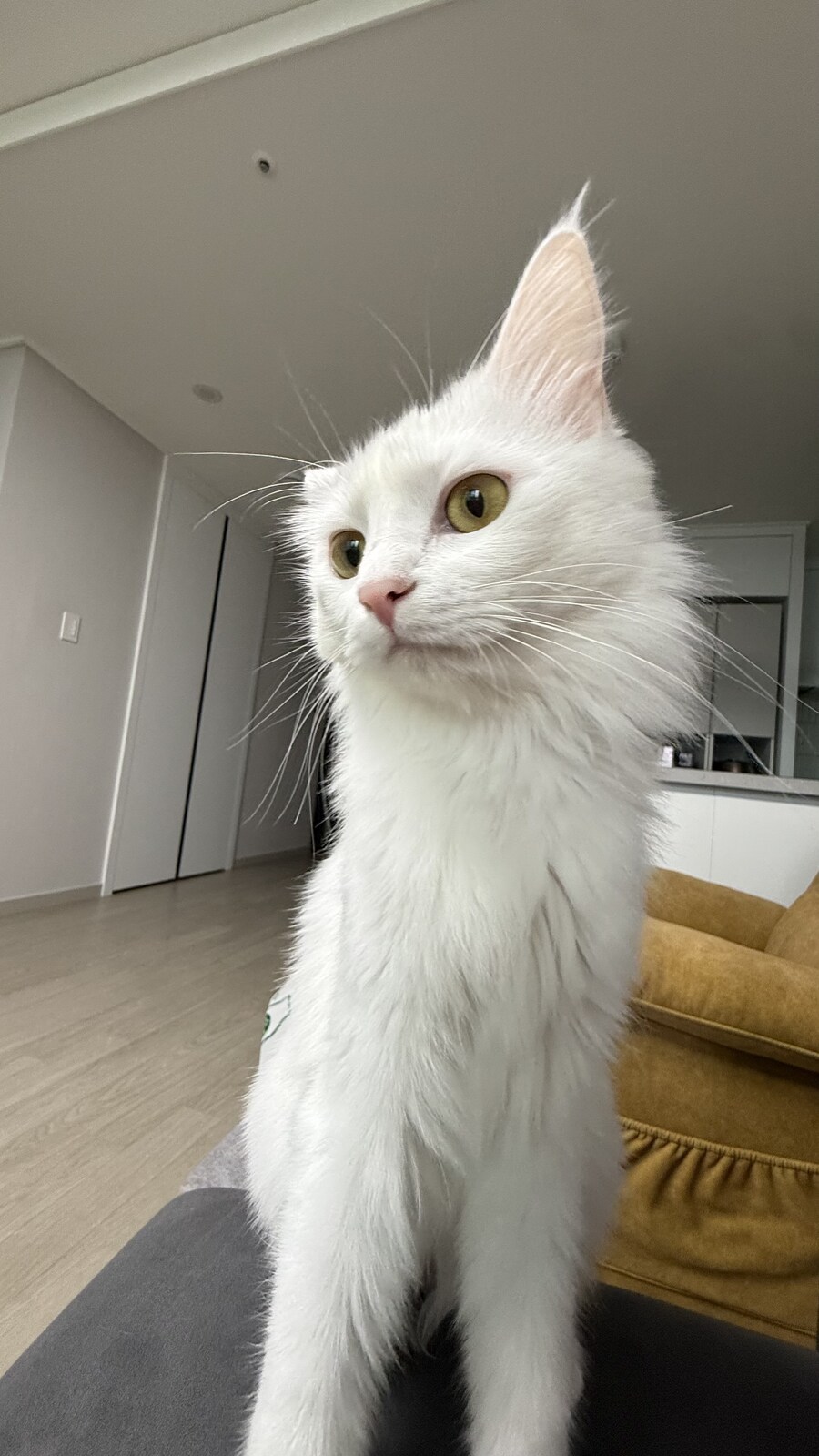 절찬 털갈이 중인 우리집 상전_2.jpg