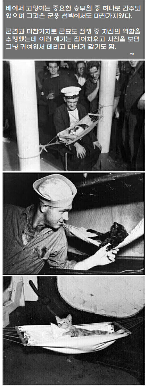 전쟁 중 해군에서 고양이가 한 중요한 역할_1.jpg