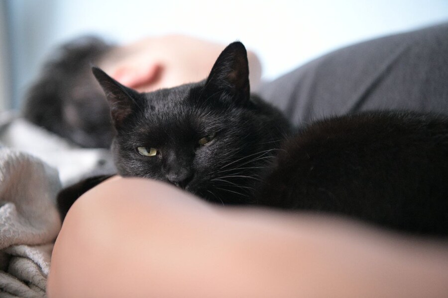 고양이를 키워야되는 이유_2.jpg