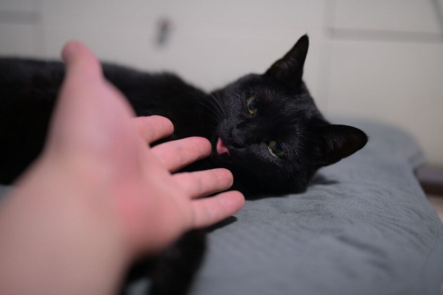 고양이를 키워야되는 이유_3.jpg