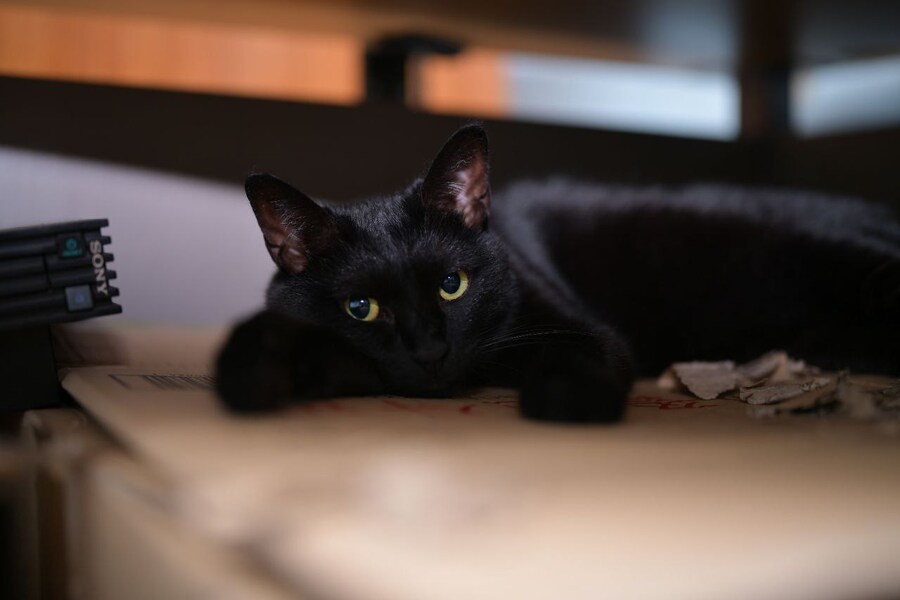 고양이를 키워야되는 이유_4.jpg