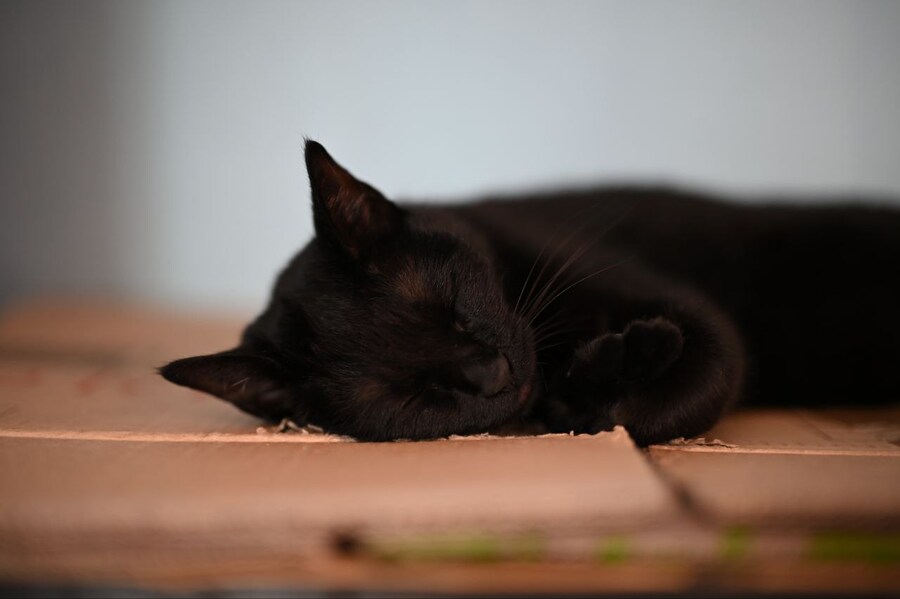 고양이를 키워야되는 이유_6.jpg