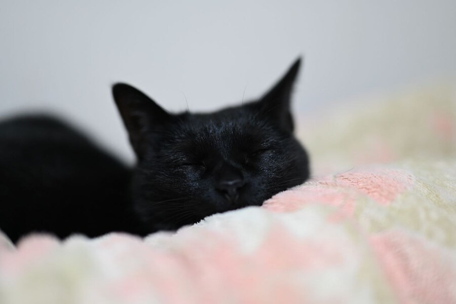 고양이를 키워야되는 이유_8.jpg