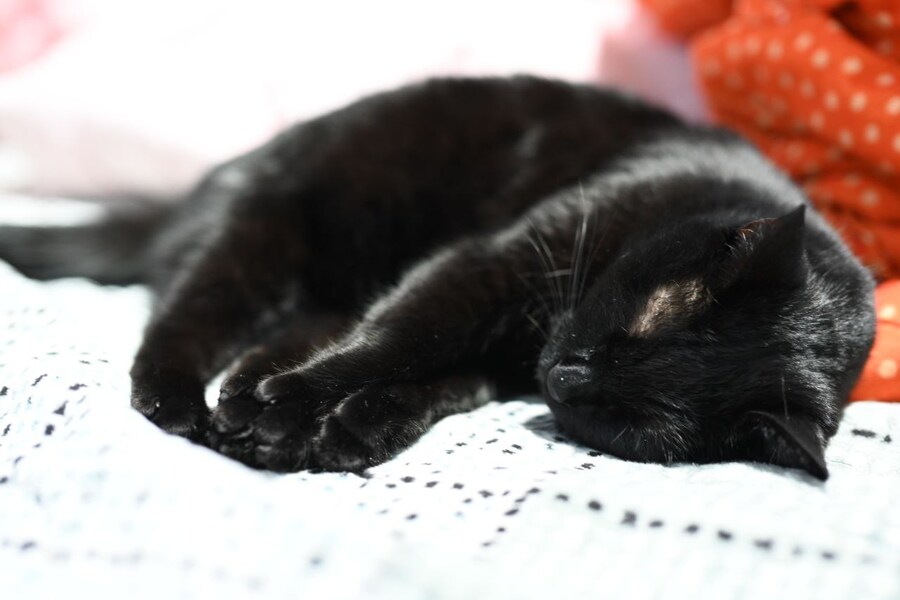 고양이를 키워야되는 이유_9.jpg