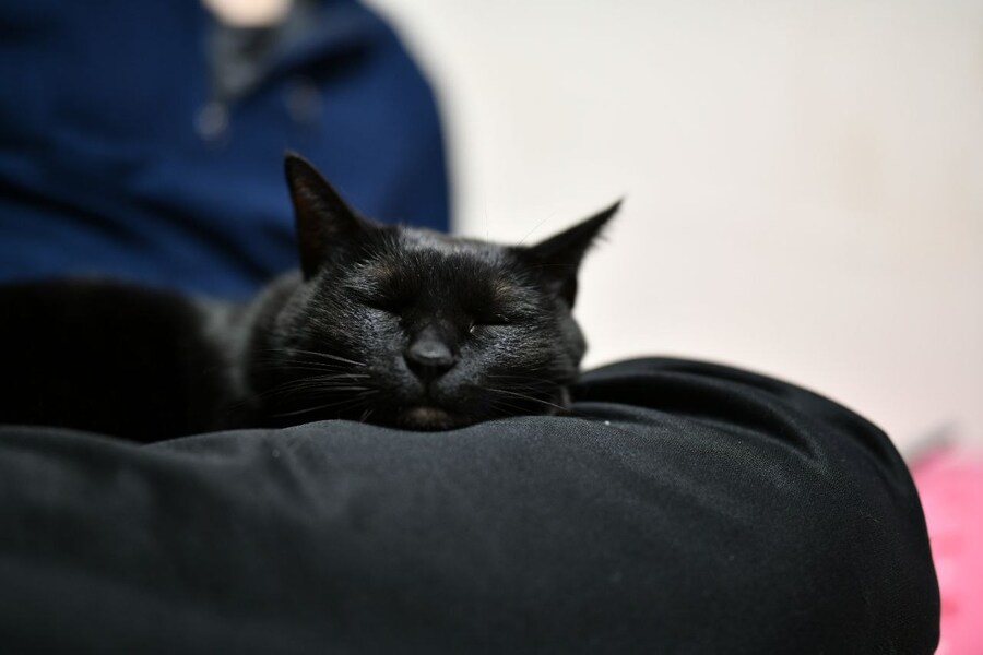 고양이를 키워야되는 이유_10.jpg