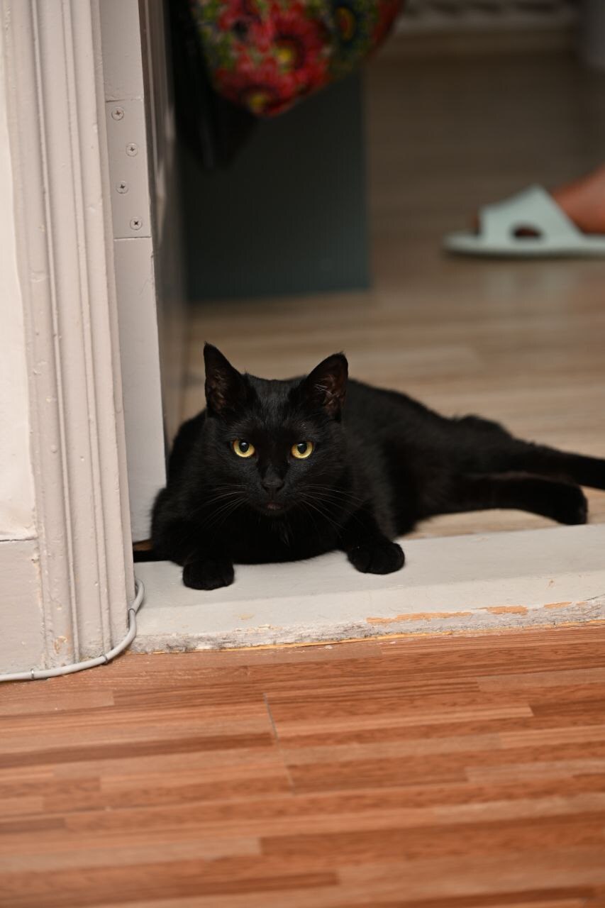 고양이를 키워야되는 이유_11.jpg