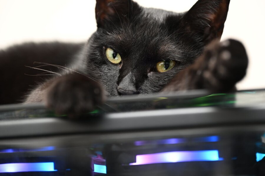 고양이를 키워야되는 이유_12.jpg