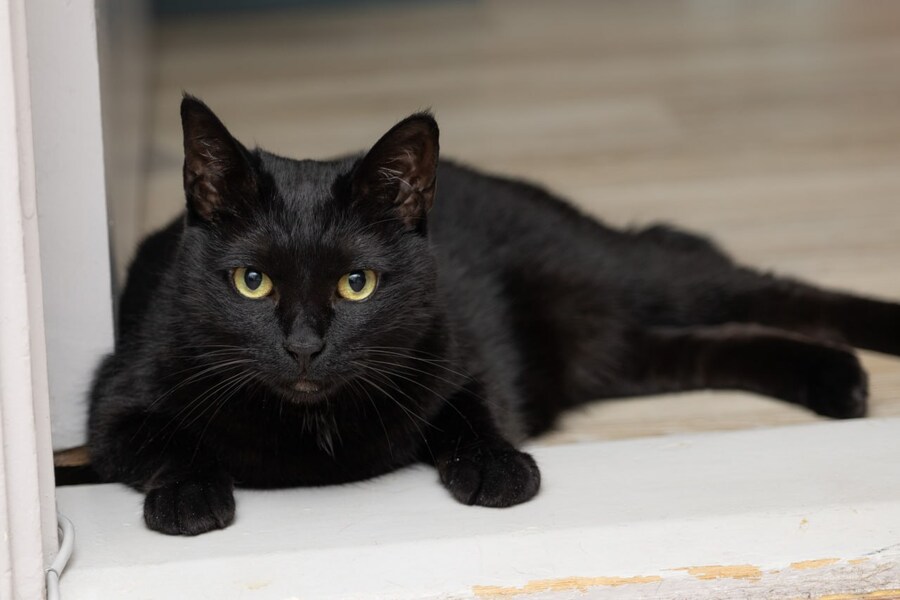 고양이를 키워야되는 이유_13.jpg