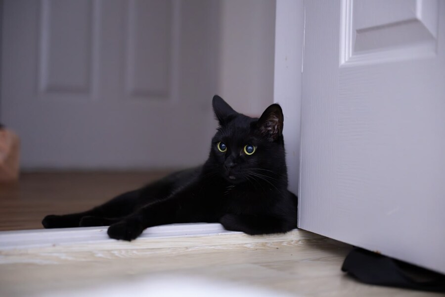 고양이를 키워야되는 이유_14.jpg