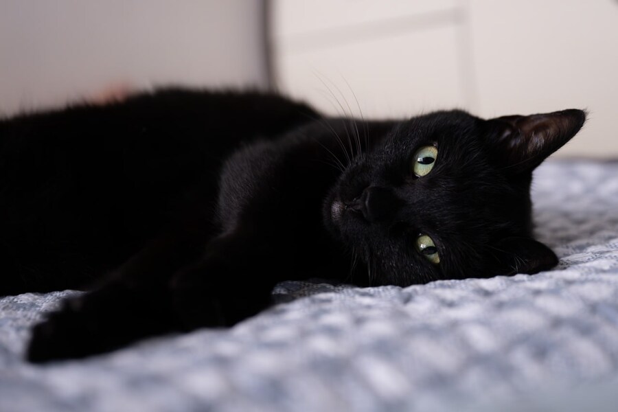 고양이를 키워야되는 이유_15.jpg