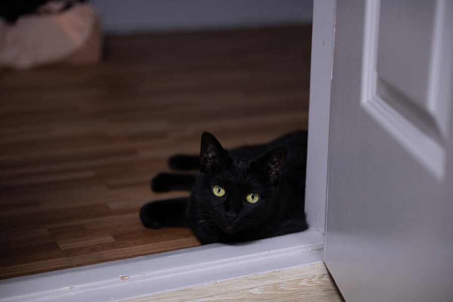 고양이를 키워야되는 이유_16.jpg