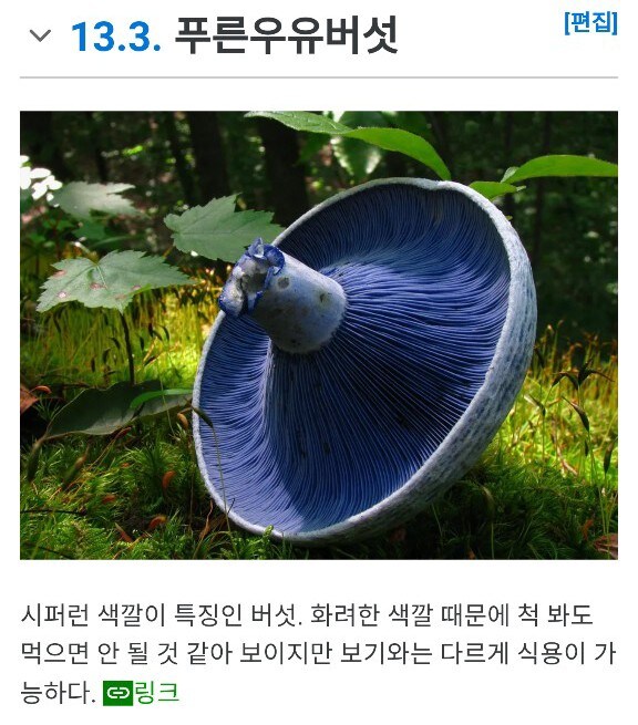 다진 파랑 버섯_3.jpg