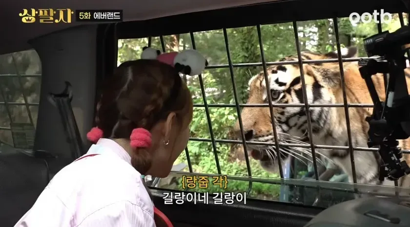 ???:호랑이는 두 번밖에 못만집니다._4.webp