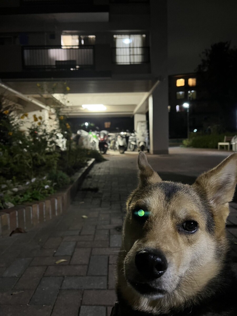 강아지의 정체.jpg_1.jpg