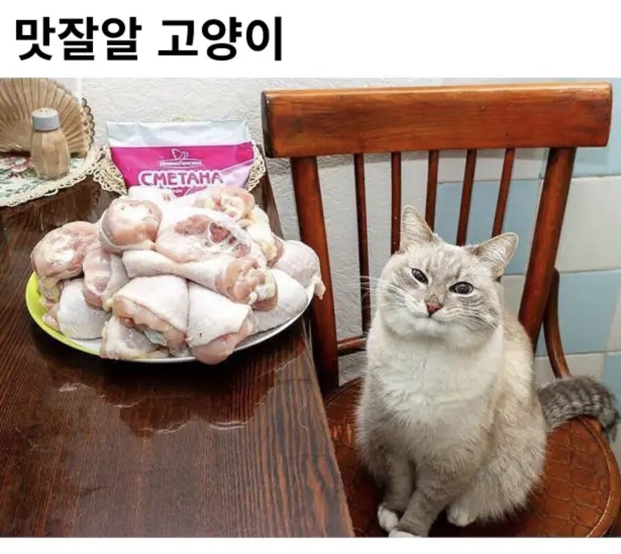 주인아 이게뭐냐옹_1.jpg
