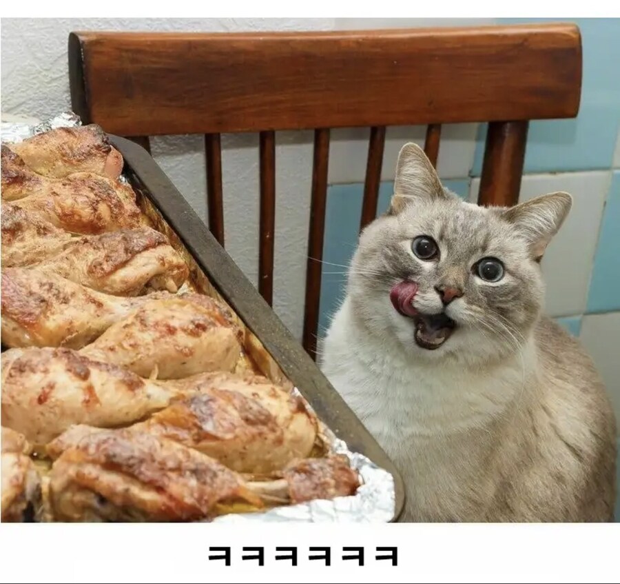 주인아 이게뭐냐옹_2.jpg