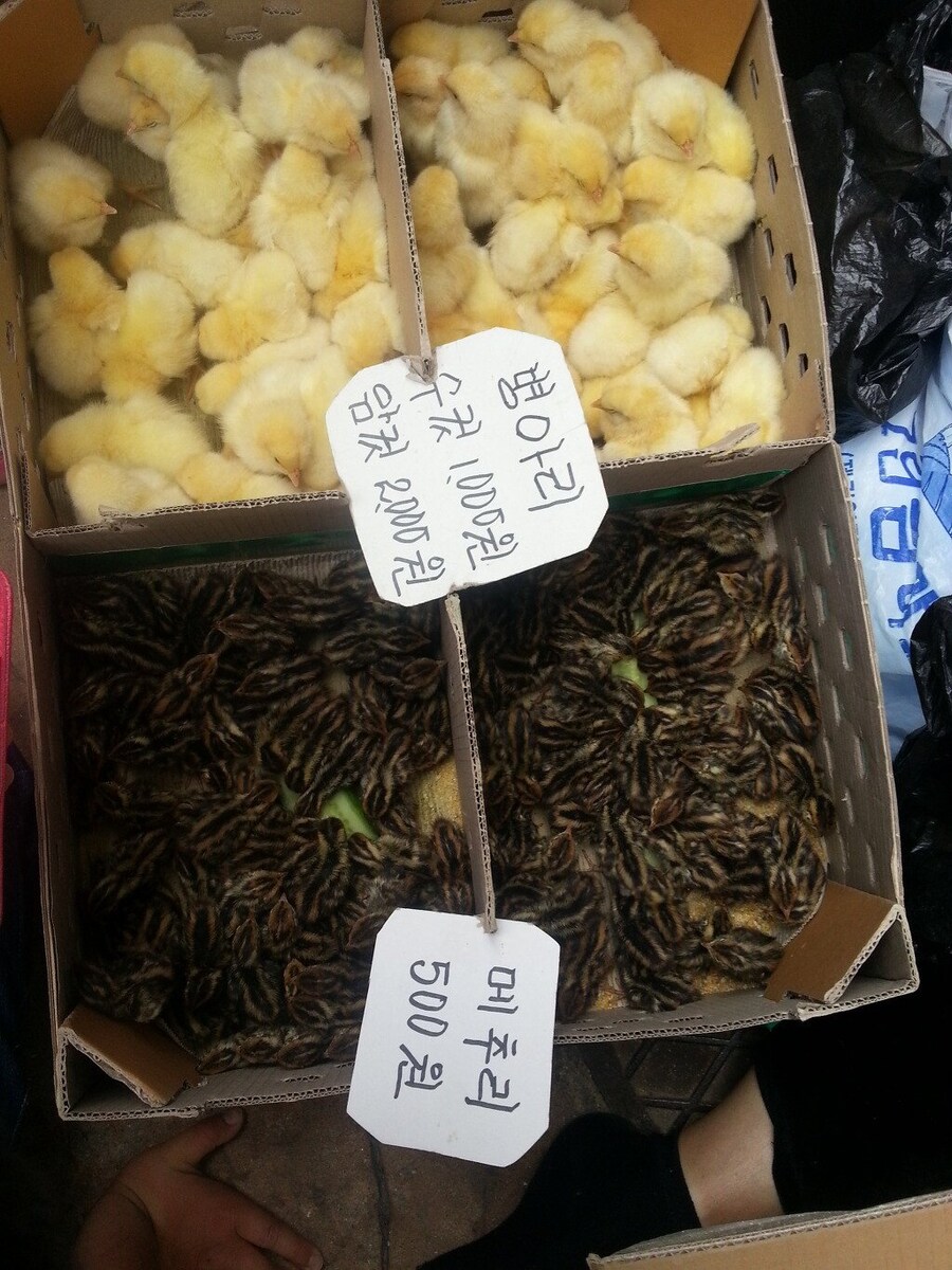 예전 초등학교 앞에서 팔던 동물.jpg_3.jpg