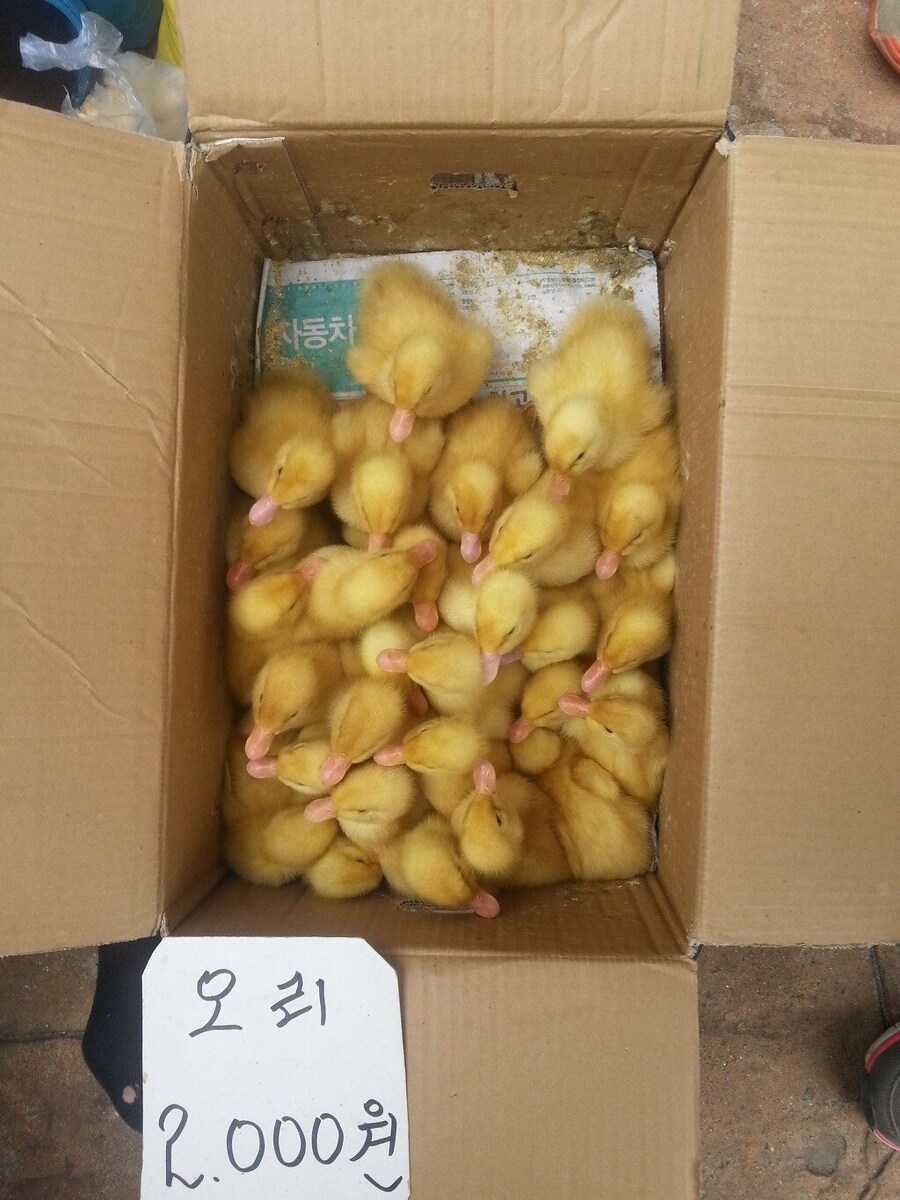 예전 초등학교 앞에서 팔던 동물.jpg_4.jpg