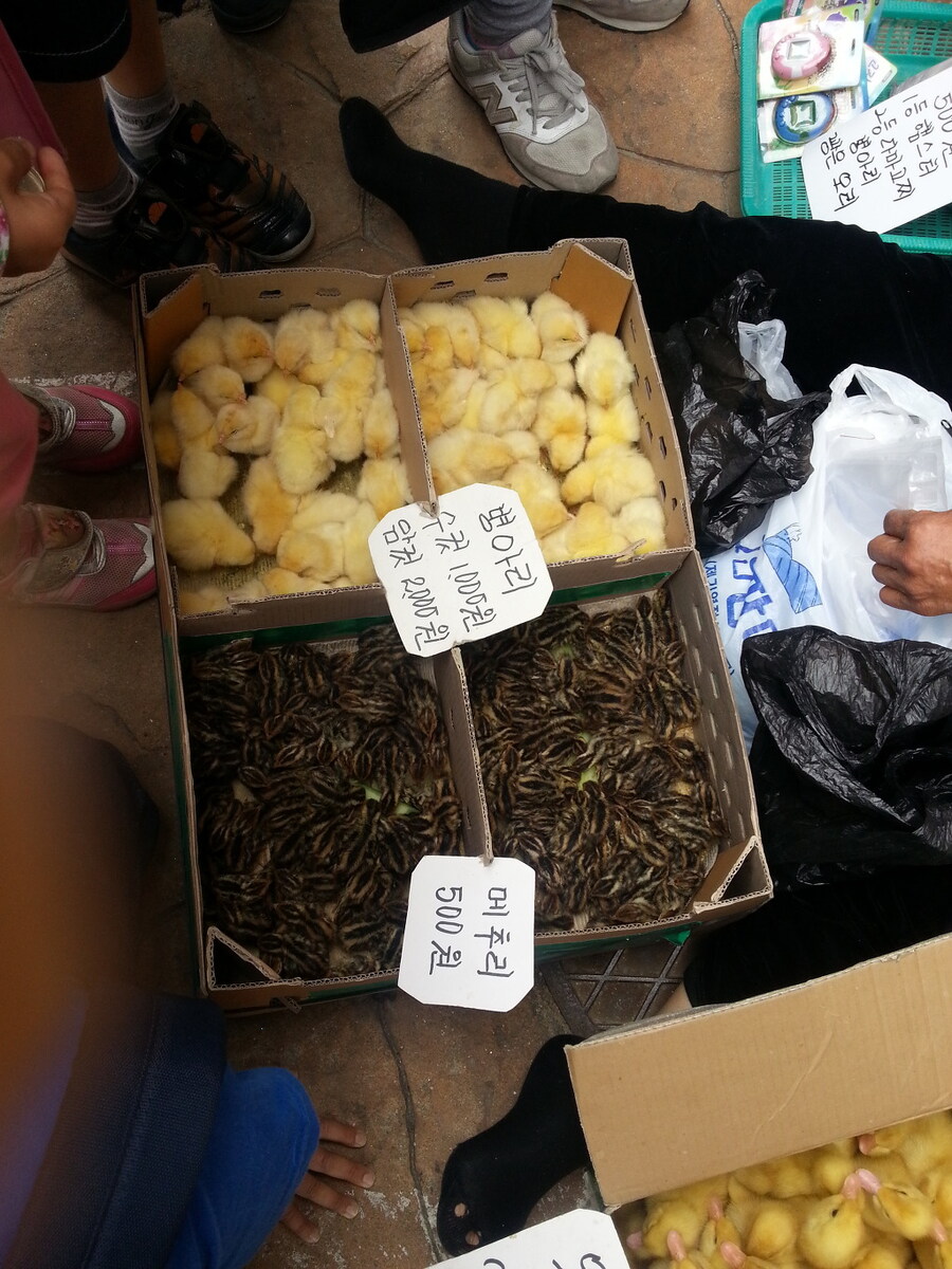 예전 초등학교 앞에서 팔던 동물.jpg_2.jpg