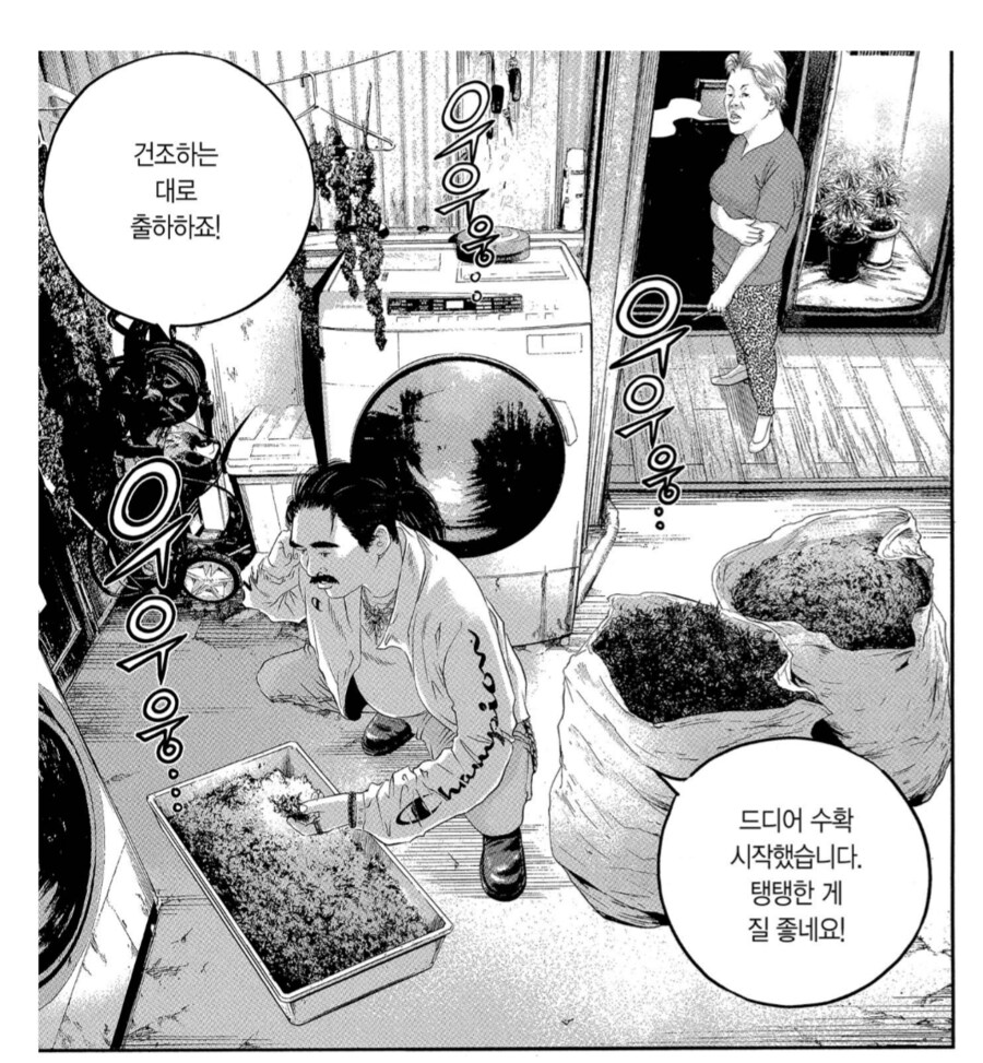 대마초가 만들어지는 과정_3.png