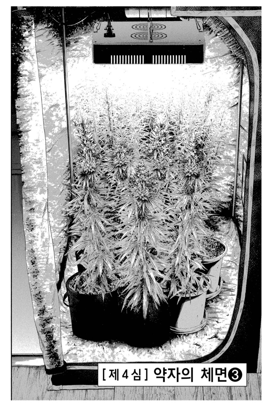 대마초가 만들어지는 과정_2.png