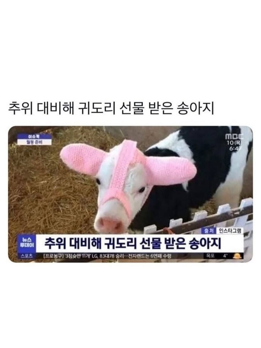 송아지의 겨울철 준비 용품_1.jpg