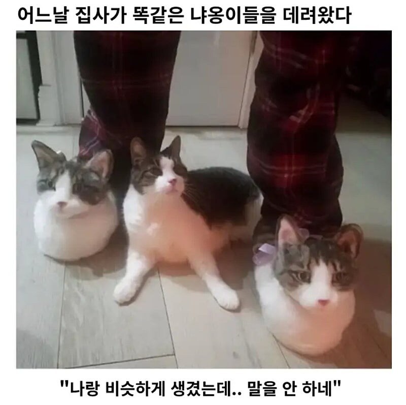 어느 날 집사가 똑같은 냐옹이들을 데려왔다_1.jpg