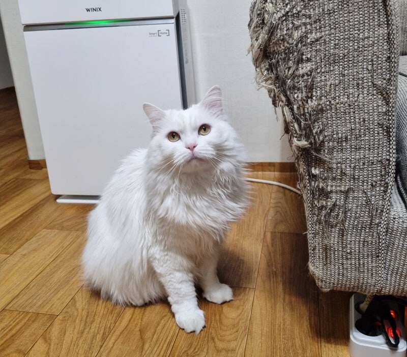 고양이 키우면 각오해야 하는 거_1.jpg