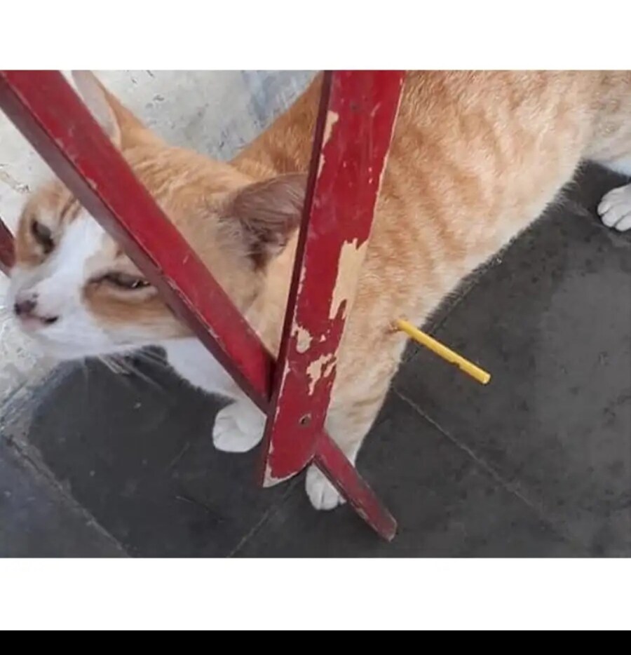 몸에 화살이 꽂힌 줄 알았던 고양이_1.jpg