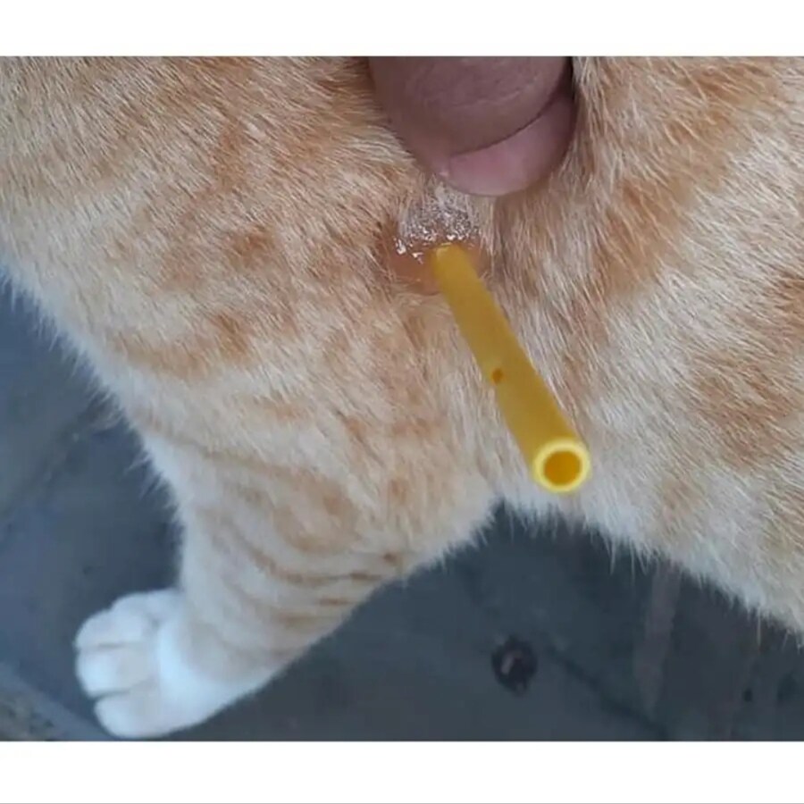 몸에 화살이 꽂힌 줄 알았던 고양이_2.jpg