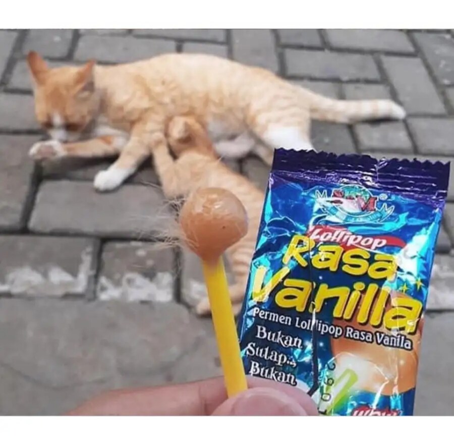 몸에 화살이 꽂힌 줄 알았던 고양이_3.jpg