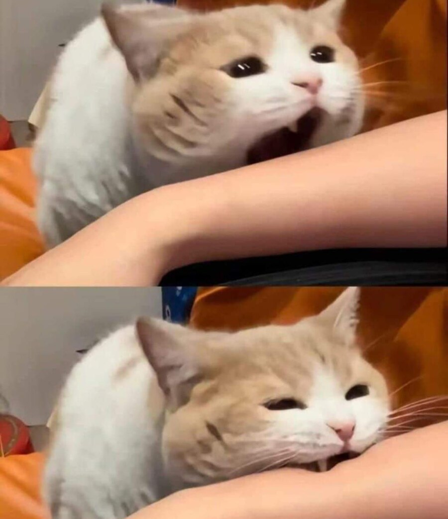 니가 흡혈귀냐앗_1.jpg