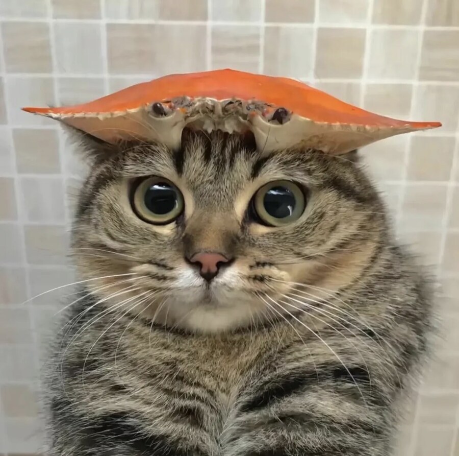 고양이 머리 위에 게_1.jpg