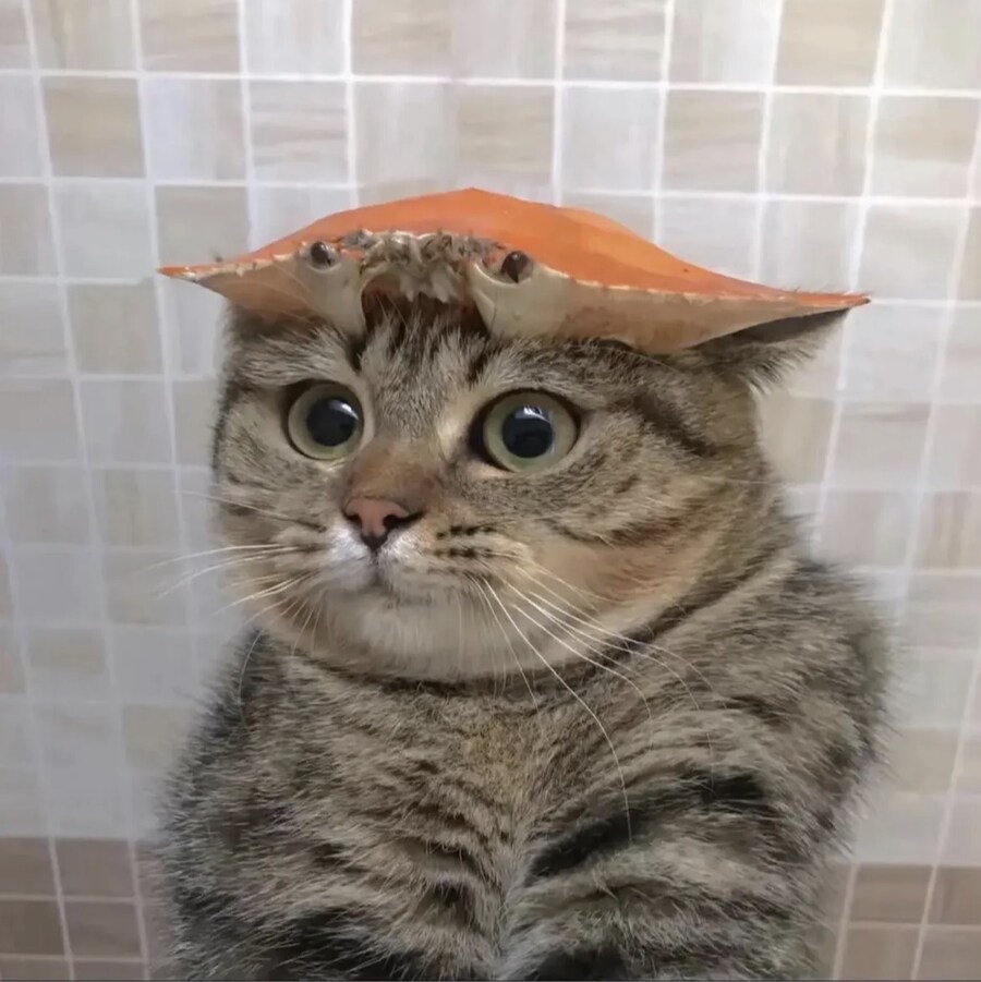 고양이 머리 위에 게_2.jpg