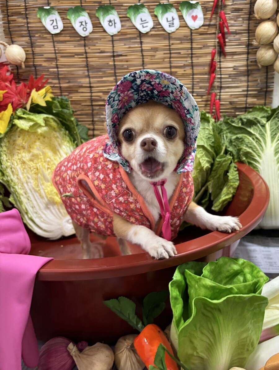 유서깊은 종갓집의 김장 맛 비결. jpg_2.png