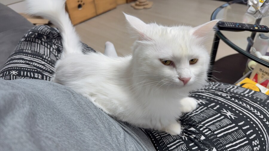 겨울 고양이 특_1.jpg