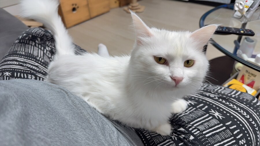 겨울 고양이 특_3.jpg