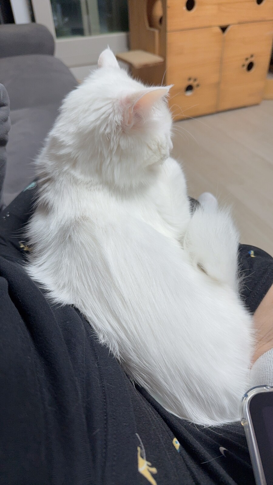 겨울 고양이 특_4.jpg