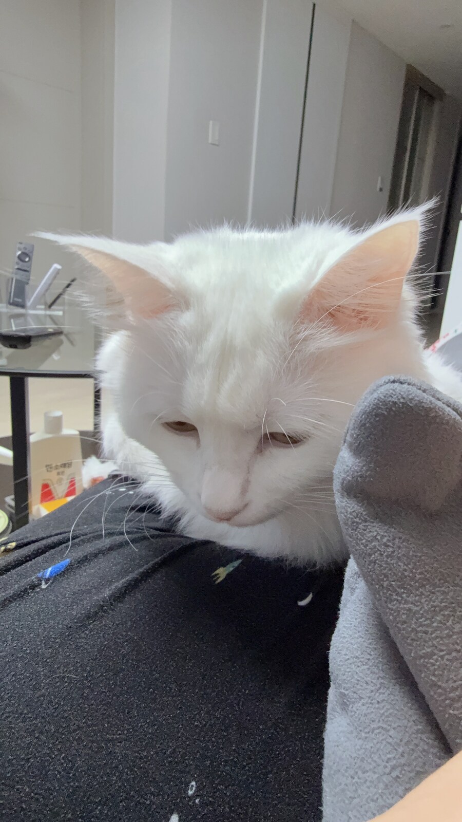 겨울 고양이 특_5.jpg