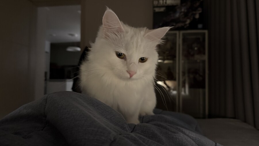 겨울 고양이 특_7.jpg