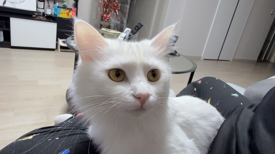 겨울 고양이 특_8.jpg