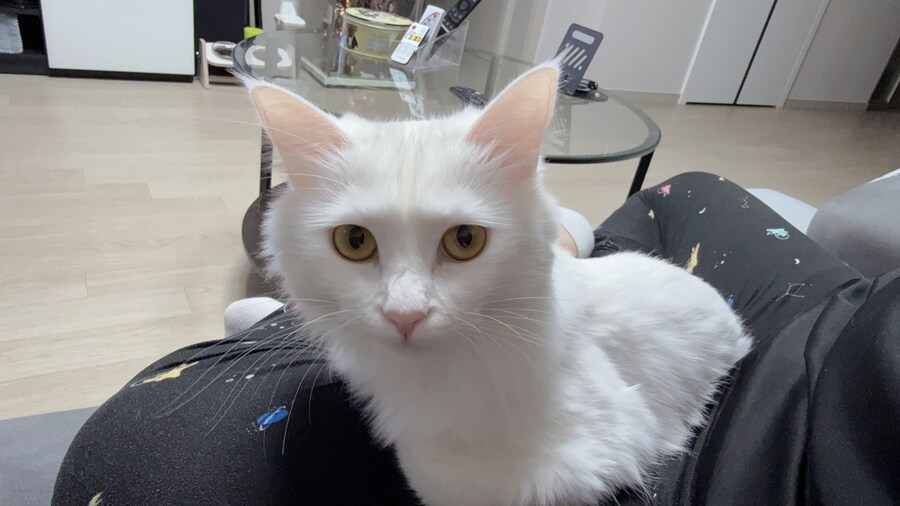 겨울 고양이 특_9.jpg